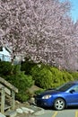 Vancouver Spring Cherry Blossoms.Canada Royalty Free Stock Photo