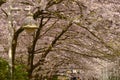 Vancouver Spring Cherry Blossoms.Canada Royalty Free Stock Photo