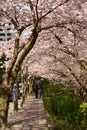 Vancouver Spring Cherry Blossoms.Canada Royalty Free Stock Photo