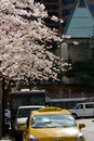 Vancouver Spring Cherry Blossoms.Canada Royalty Free Stock Photo