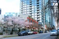 vancouver street skyscrapers blooming sakura spring cars different buildings road real life in the big city vancouver