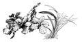 Vanda Caerulea vintage illustration