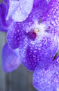 Vanda coerulea orchids on the wooden background, close up