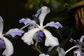 Vanda coerulea,Durgapur village, Nagaland