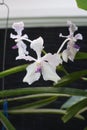 The Vanda coerulea orchid flowers
