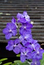 Vanda hookerriana, orchid purple