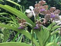 Vanda Mimi Palmer also commonly known as the Vanda Tan Chay Yan orchid flowers in Singapore