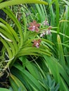 Vanda Mimi Palmer also commonly known as the Vanda Tan Chay Yan orchid flowers in Singapore