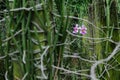 Singapore`s national flower, Vanda `Miss Joaquim`