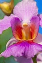 Vanda Miss Joaquim Royalty Free Stock Photo