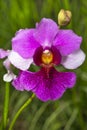 Vanda Miss Joaquim