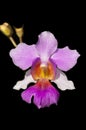 Vanda Miss Joaquim Royalty Free Stock Photo