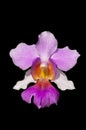 Vanda Miss Joaquim Royalty Free Stock Photo