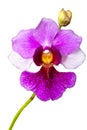 Vanda Miss Joaquim Royalty Free Stock Photo