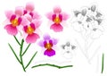 Vanda Miss Joaquim Orchid Outline. Singapore National Flower. isolated on White Background. Vector Illustration.