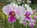 Vanda Miss Joaquim Orchid Royalty Free Stock Photo