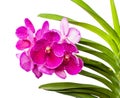 Vanda ochid flower isolated Royalty Free Stock Photo