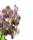 Vanda Orchid Royalty Free Stock Photo