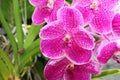 Vanda orchid blooming