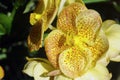 Vanda orchid blooming in the garden Royalty Free Stock Photo