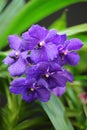 Vanda orchid