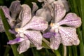 Vanda Orchid Flower