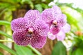 Vanda orchid with leaves background - beautiful orchid flower purple in the nature farm nursery plant Royalty Free Stock Photo
