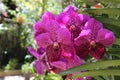 Vanda orchid in a tropical botanic garden. Isolated on natural background. Picture was taken in Phuket Botanic Garden, Thailand