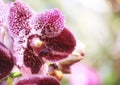 Vanda Orchid Wanda - Queen of orchids,Beautiful  purple flower organic purple orchid flowers blooming in blurred background in the Royalty Free Stock Photo