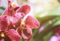 Beautiful organic purple orchid flowers blooming in blurred background in the nature garden Royalty Free Stock Photo