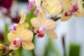 Vanda orchids