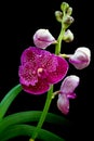 Vanda pink orchids Royalty Free Stock Photo