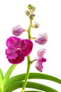 Vanda pink orchids Royalty Free Stock Photo