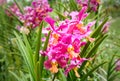 Vanda Tan Hoon Siang orchids