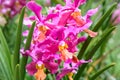 Vanda Tan Hoon Siang orchids