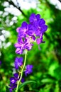 Vanda tessellata, orchid, purple flowers and sunlight shining very beautifully