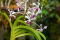 Vanda tricolor. Vanda Jones purple and white orchid flowers blossoming in a botanical garden, jungles. Flower native to Royalty Free Stock Photo