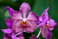 Vanda Usha (Vanda Josephine van Brero x Vanda Doctor Anek)