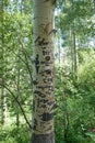 Vandalised Aspen Tree Trunk With Carved Graffiti