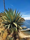 Vandalized agave plant with graffiti writing scratched into it\'s leaves. View of the Titicaca Lake. Royalty Free Stock Photo