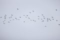 Vanellus vanellus in flight