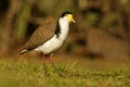 Vanellus miles - Masked Lapwing, wader from Australia and New Zealand Royalty Free Stock Photo