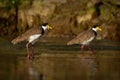 Vanellus miles - Masked Lapwing, wader from Australia and New Zealand. Shore bird with yellow beak, brown back and wings and red