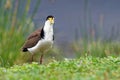 Vanellus miles - Masked Lapwing, wader from Australia Royalty Free Stock Photo