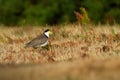 Vanellus miles - Masked Lapwing, wader from Australia Royalty Free Stock Photo