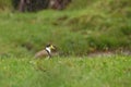 Vanellus miles - Masked Lapwing, wader from Australia and New Zealand Royalty Free Stock Photo