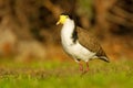 Vanellus miles - Masked Lapwing, wader from Australia and New Zealand. White, brown and yellow water bird Royalty Free Stock Photo