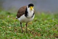 Vanellus miles - Masked Lapwing, wader from Australia and New Zealand. White, brown and yellow water bird Royalty Free Stock Photo