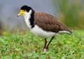 Vanellus miles - Masked Lapwing, wader from Australia and New Zealand. White, brown and yellow water bird Royalty Free Stock Photo