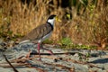 Vanellus miles - Masked Lapwing, wader from Australia and New Zealand. White, brown and yellow water bird Royalty Free Stock Photo